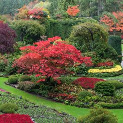 Butchart Gardens