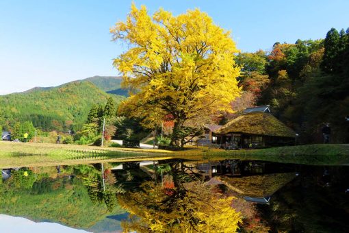 trải nghiệm du lịch hokkaido mùa thu